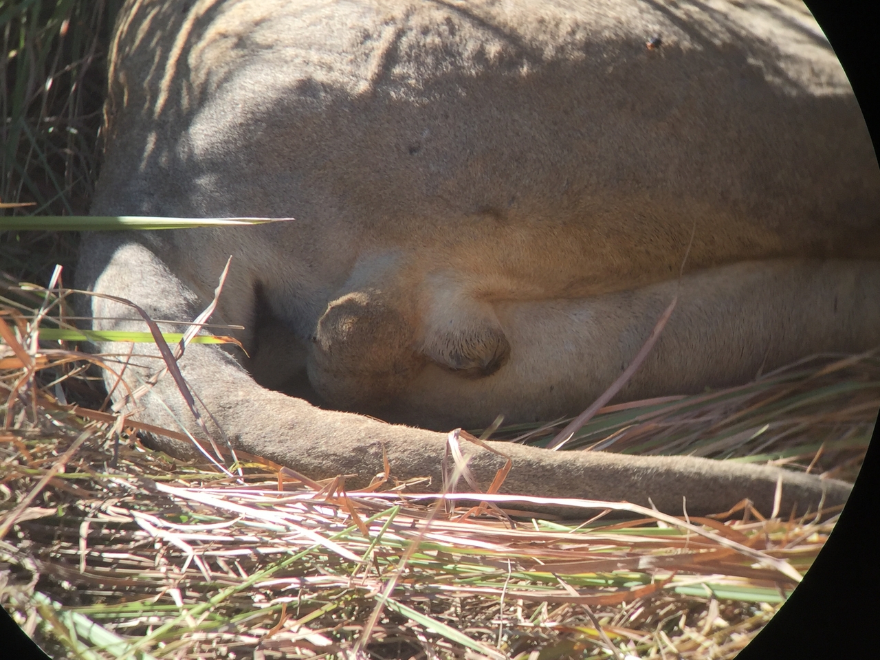 [19953] 2016_06_28_10_16_51_Africa_iPhone_6_IMG_8501_00459.jpg