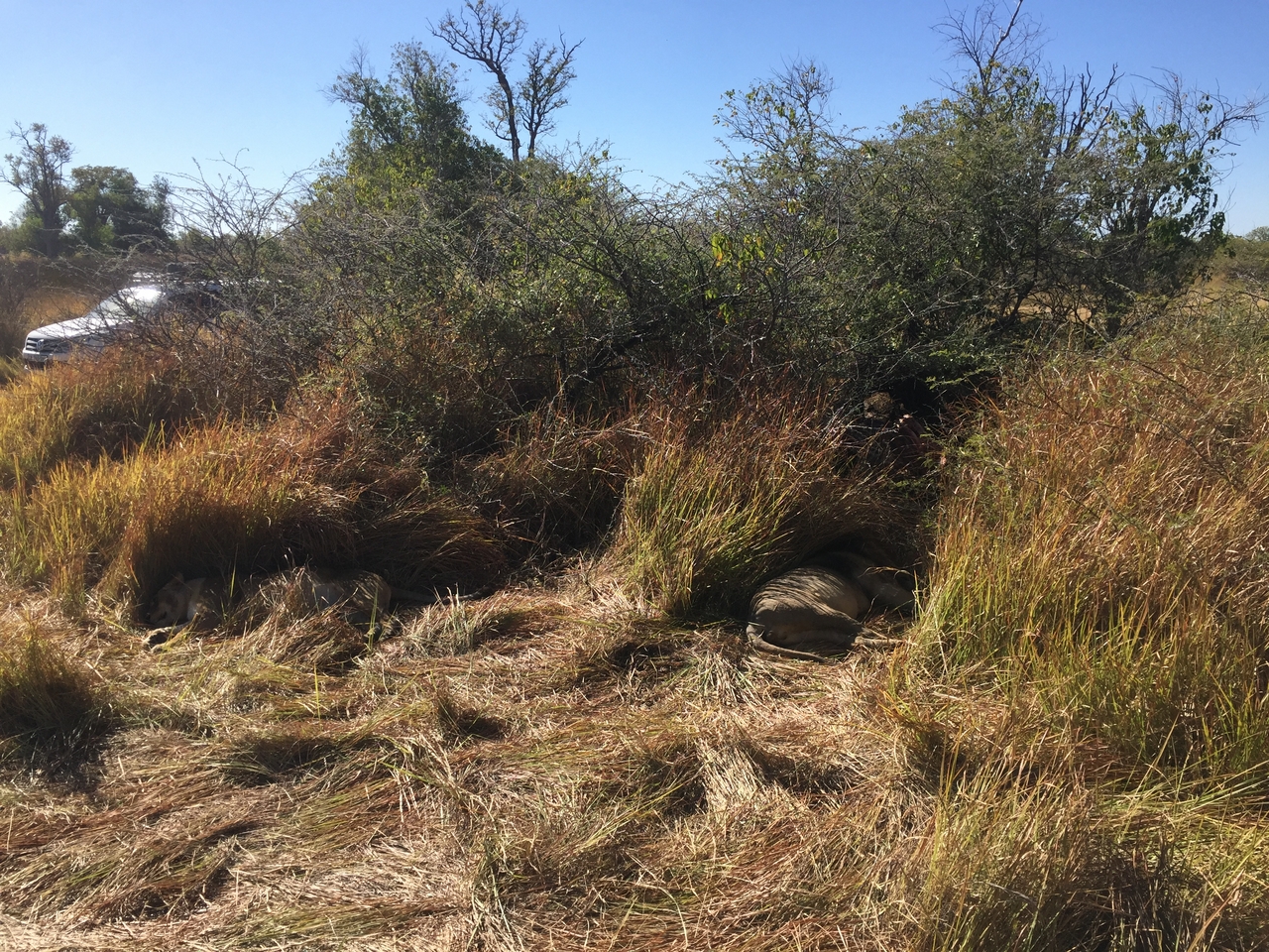 [19958] 2016_06_28_10_17_51_Africa_iPhone_6_IMG_8502_03383.jpg