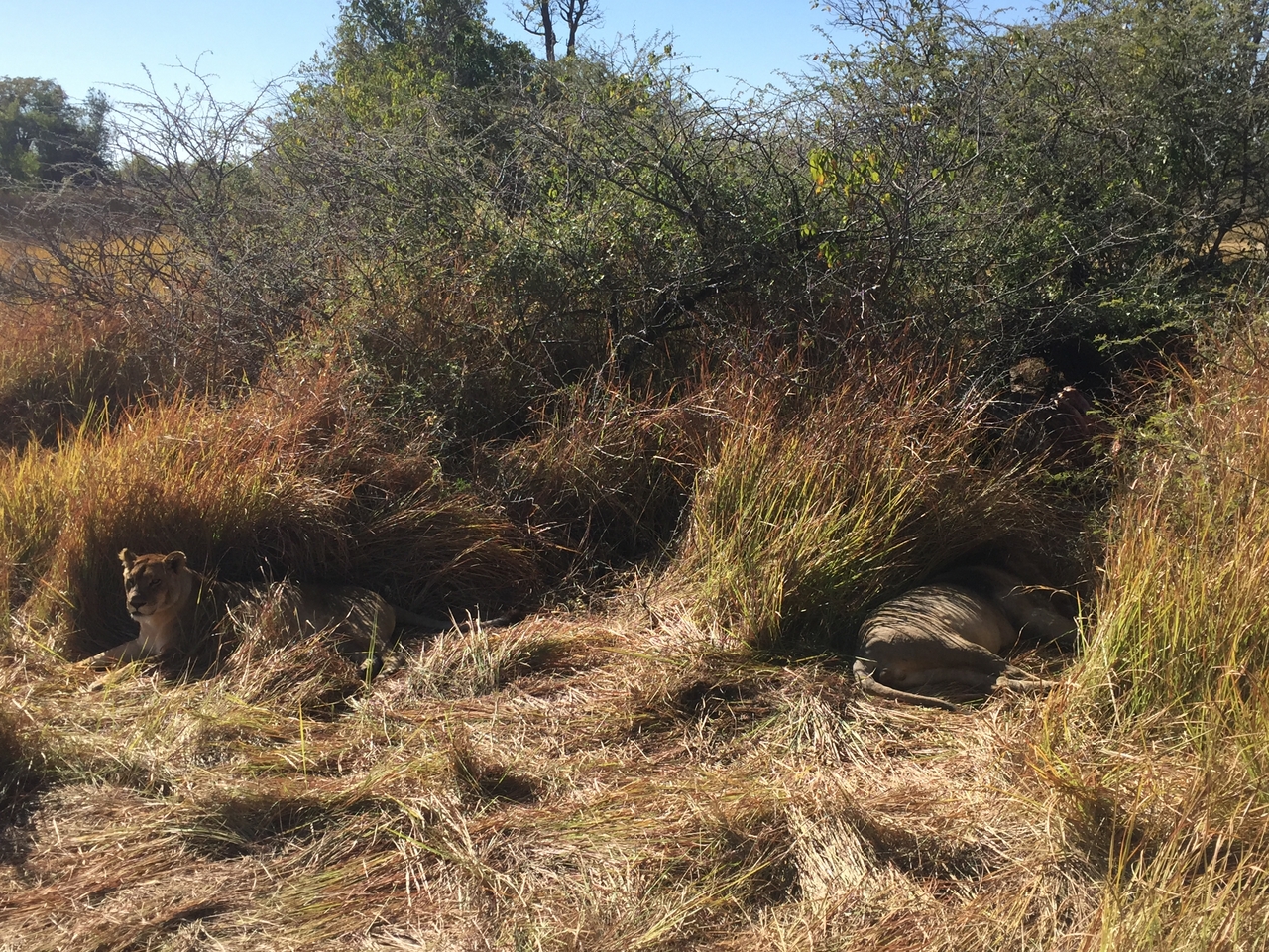 [19965] 2016_06_28_10_18_02_Africa_iPhone_6_IMG_8505_00463.jpg