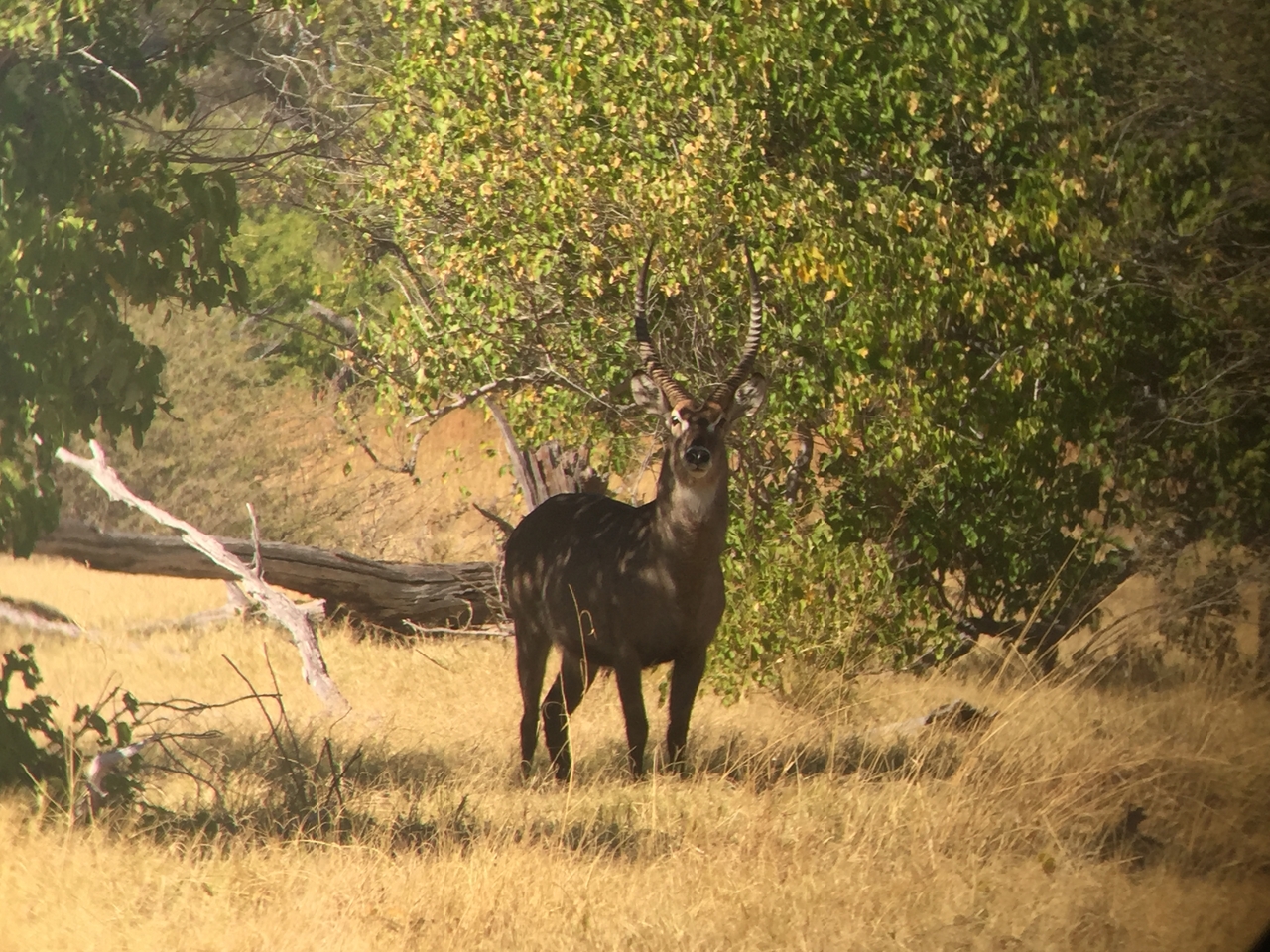 [20059] 2016_06_28_11_09_18_Africa_iPhone_6_IMG_8513_01049.jpg