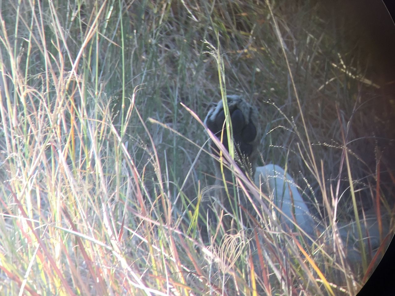 [20408] 2016_06_28_16_50_21_Africa_iPhone_6_IMG_8533_00483.jpg