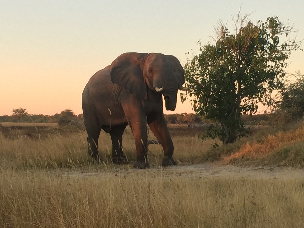 [20431] 2016_06_28_17_51_56_Africa_iPhone_6_IMG_8541_03413.jpg