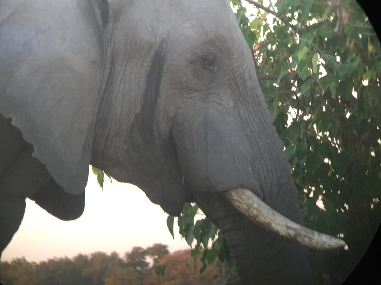 [20432] 2016_06_28_17_52_15_Africa_iPhone_6_IMG_8542_00491.jpg