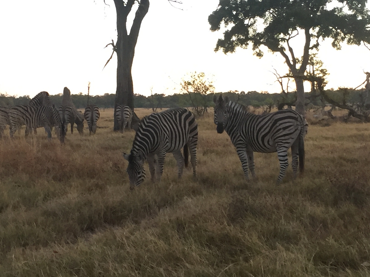 [21286] 2016_06_29_06_50_34_Africa_iPhone_6_IMG_8551_01082.jpg