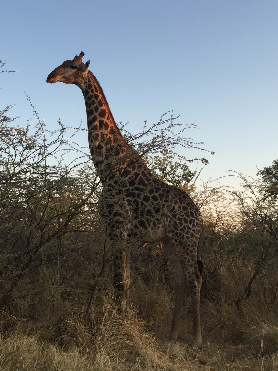 [24624] 2016_06_30_07_20_30_Africa_iPhone_6_IMG_8579_00524.jpg