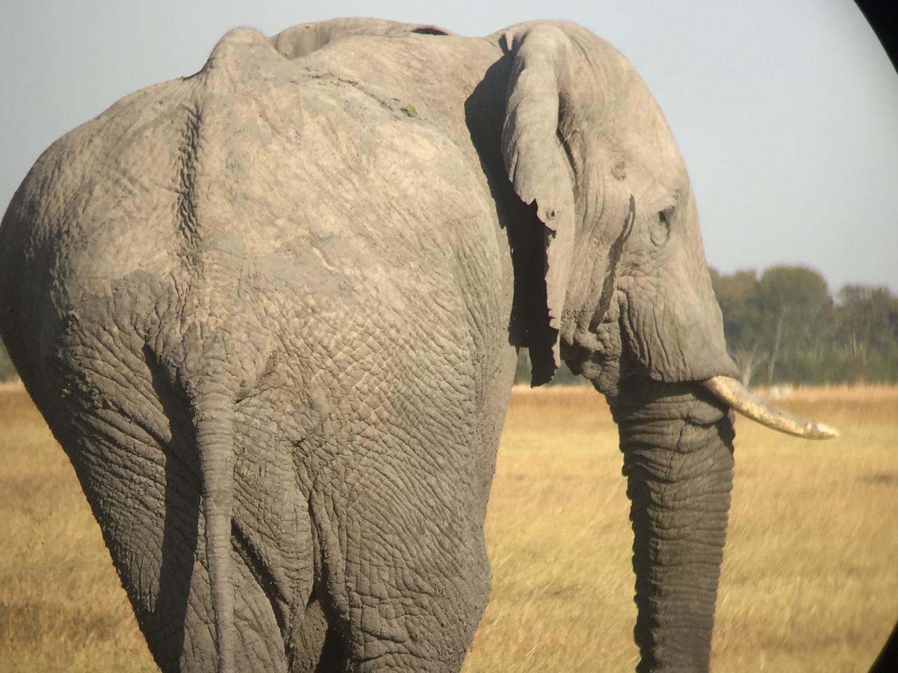 [25865] 2016_06_30_16_04_23_Africa_iPhone_6_IMG_8599_00540.jpg