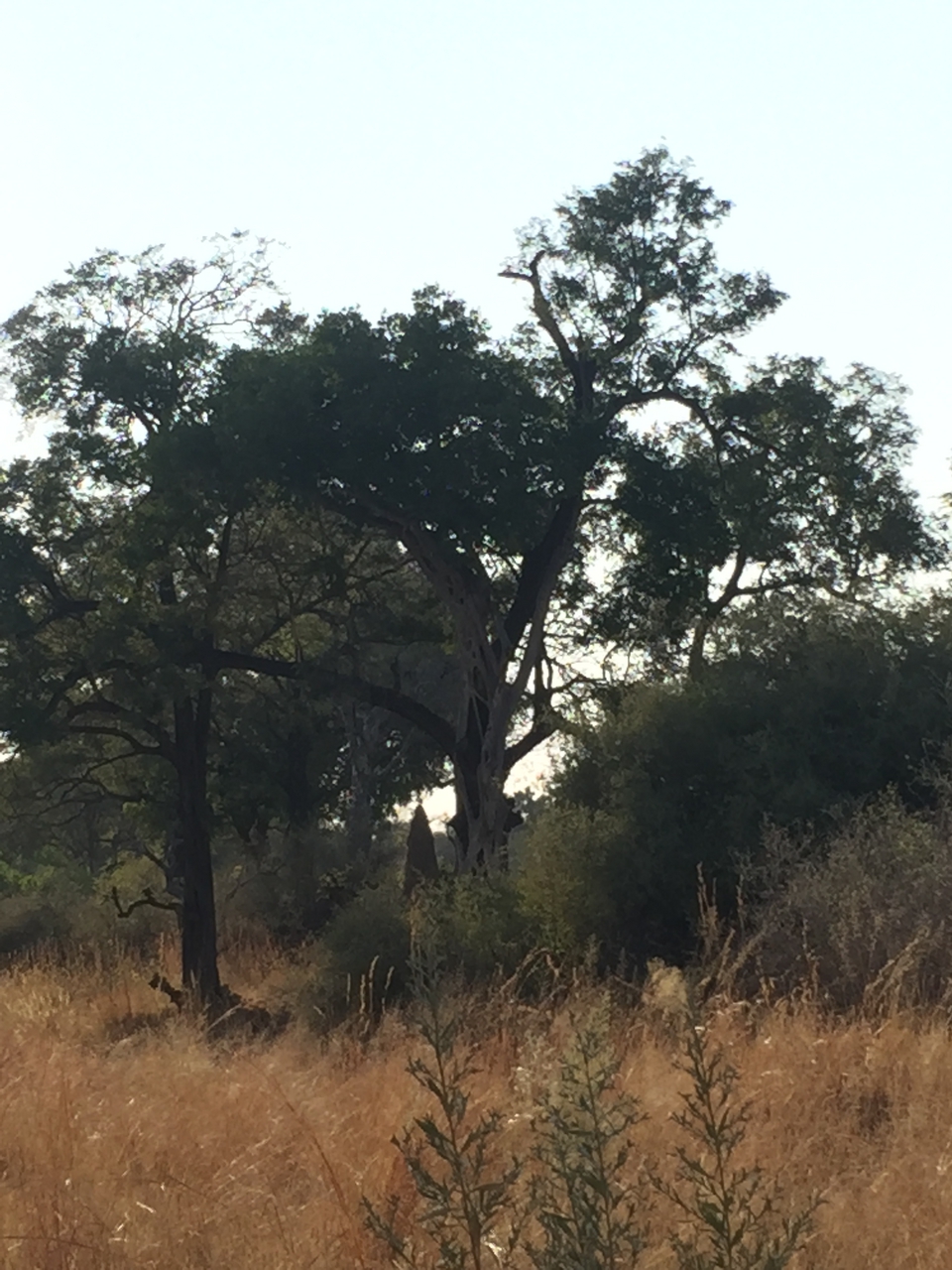 [26917] 2016_07_01_08_25_58_Africa_iPhone_6_IMG_8632_00569.jpg