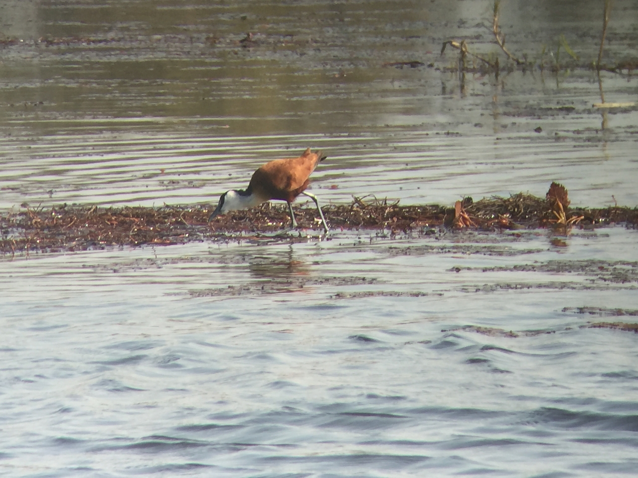 [26946] 2016_07_01_10_12_14_Africa_iPhone_6_IMG_8637_03495.jpg