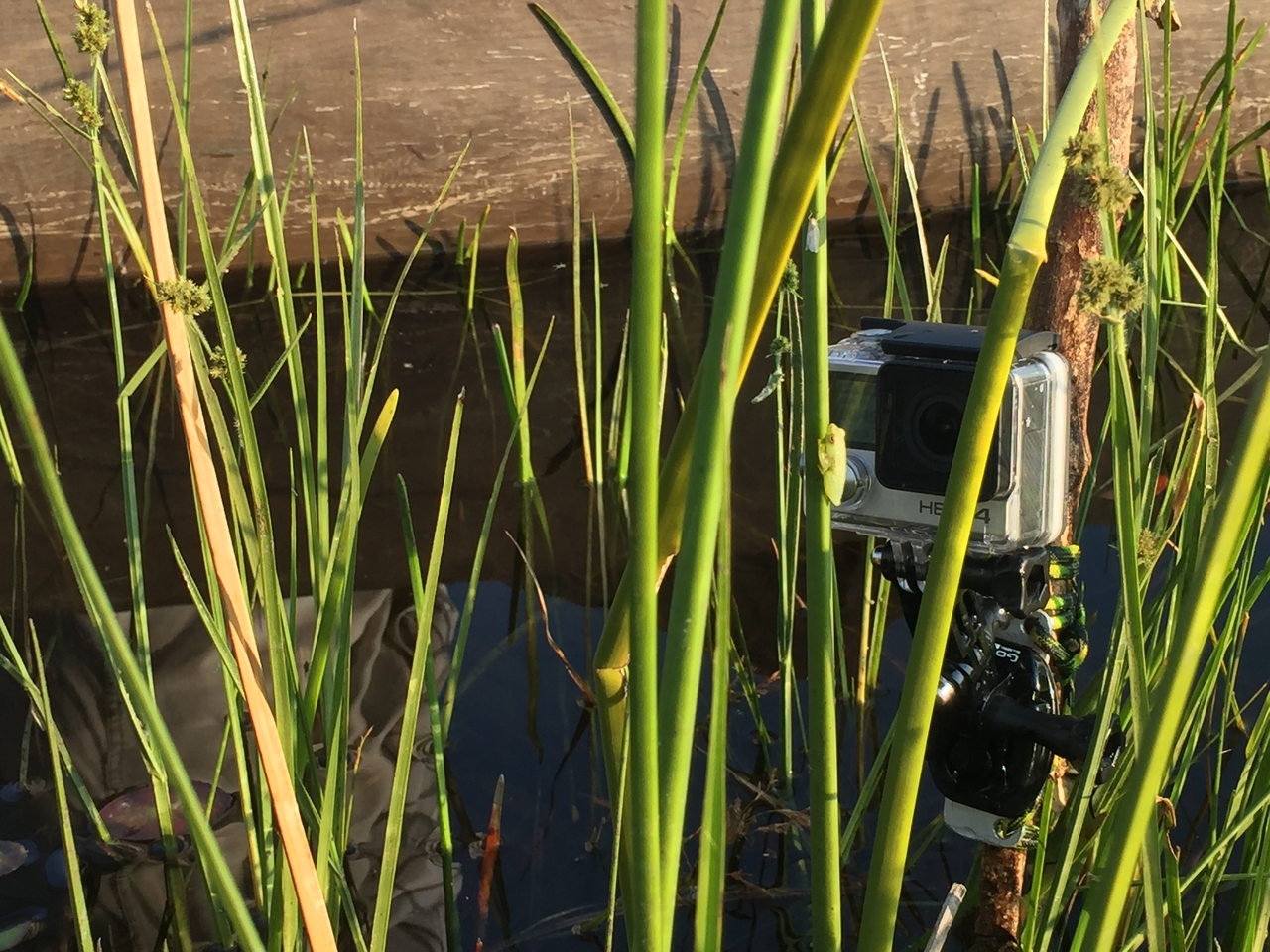 [27273] 2016_07_01_16_36_18_Africa_iPhone_6_IMG_8670_01187.jpg