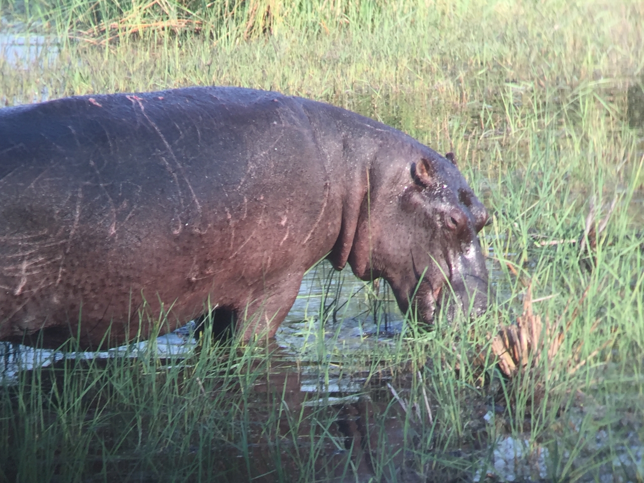 [27942] 2016_07_02_08_42_23_Africa_iPhone_6_IMG_8726_00650.jpg