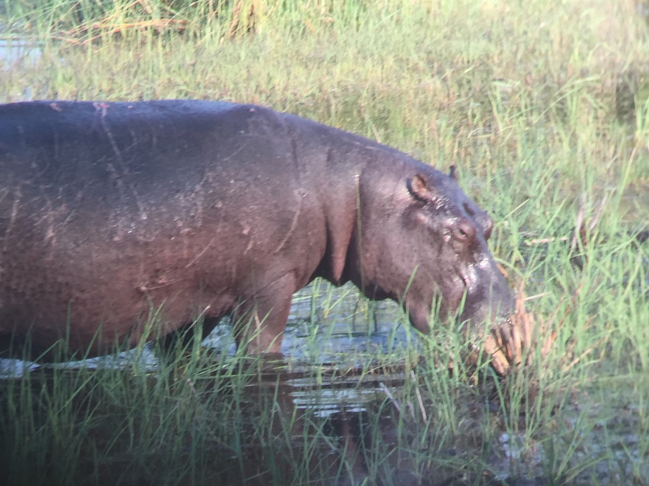 [27945] 2016_07_02_08_42_29_Africa_iPhone_6_IMG_8727_00651.jpg