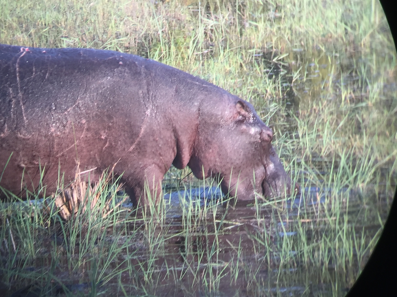 [27950] 2016_07_02_08_43_06_Africa_iPhone_6_IMG_8728_03575.jpg