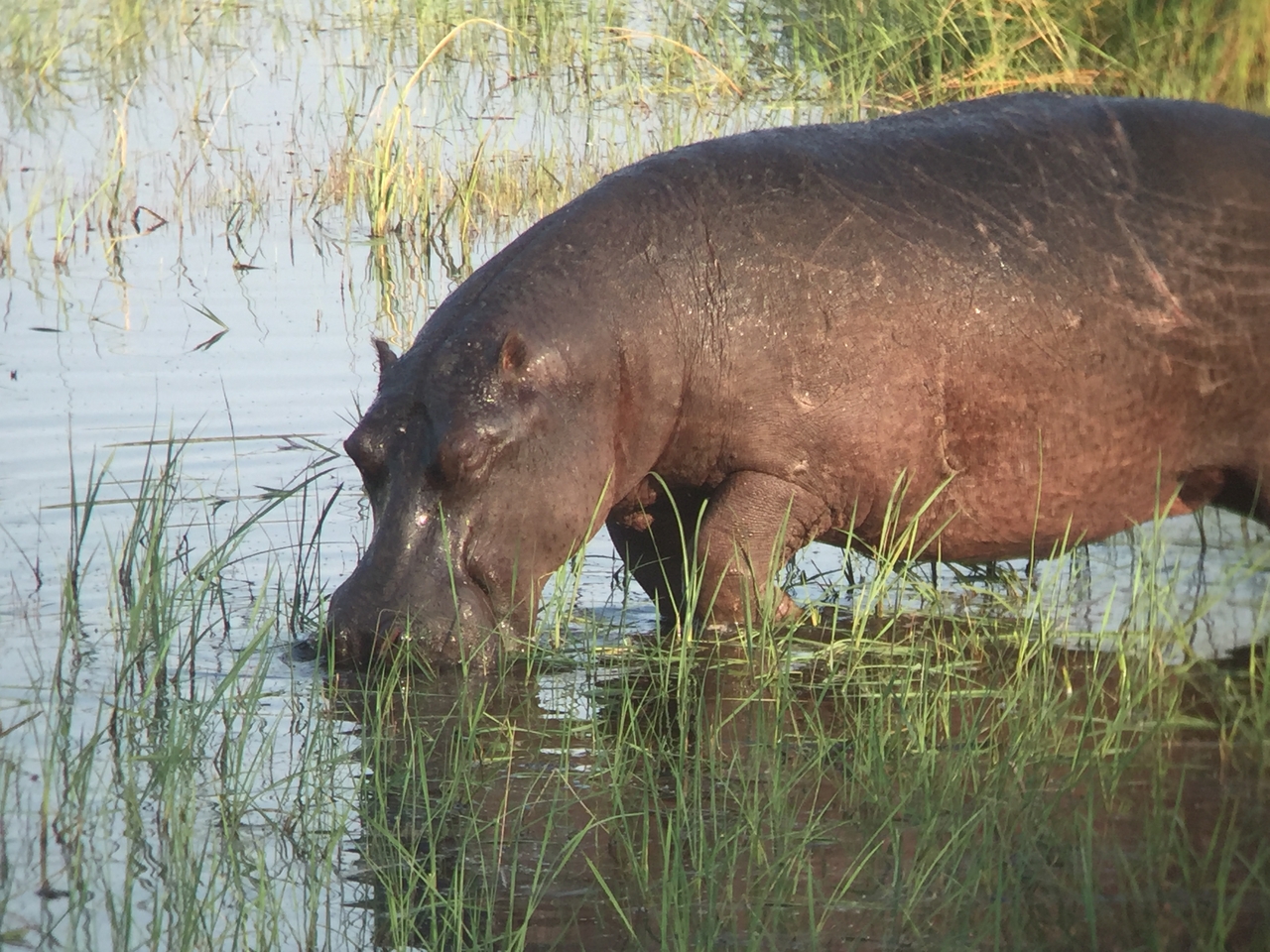 [27973] 2016_07_02_08_45_06_Africa_iPhone_6_IMG_8736_01242.jpg