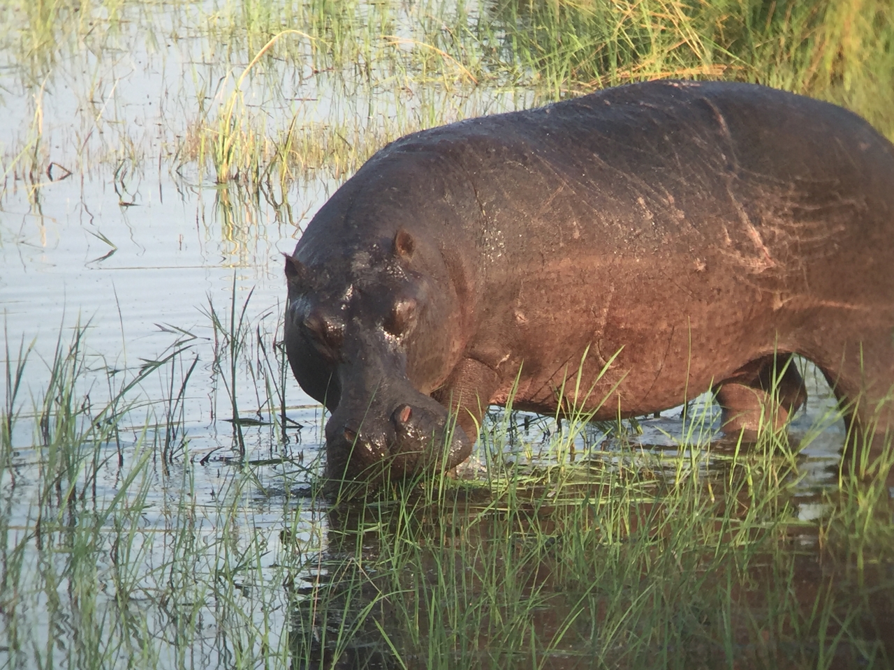 [27977] 2016_07_02_08_45_08_Africa_iPhone_6_IMG_8737_03584.jpg