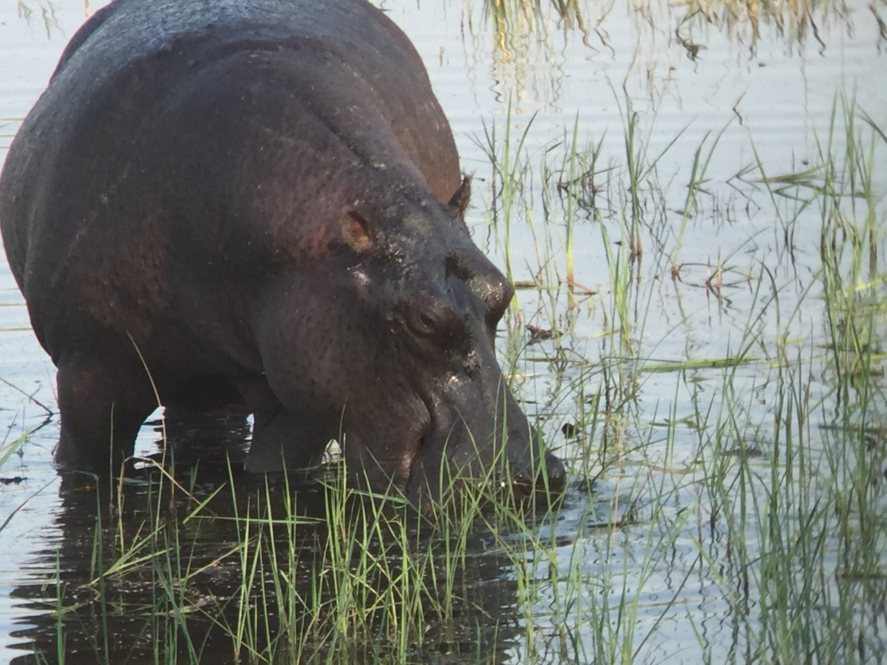 [28016] 2016_07_02_08_45_42_Africa_iPhone_6_IMG_8750_03597.jpg