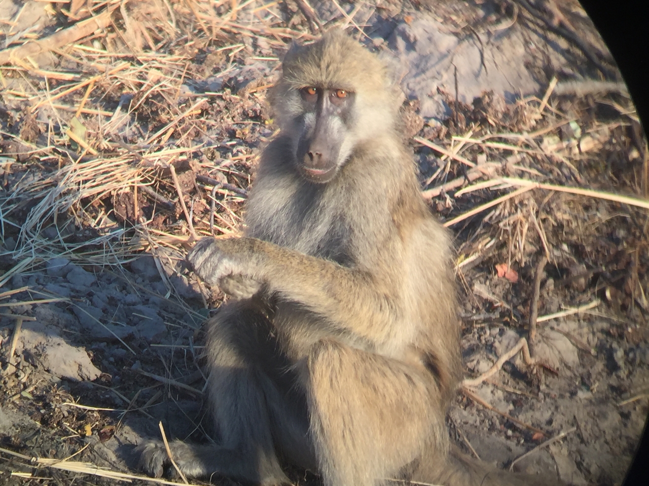 [34344] 2016_07_04_17_27_34_Africa_iPhone_6_IMG_9018_00011.jpg