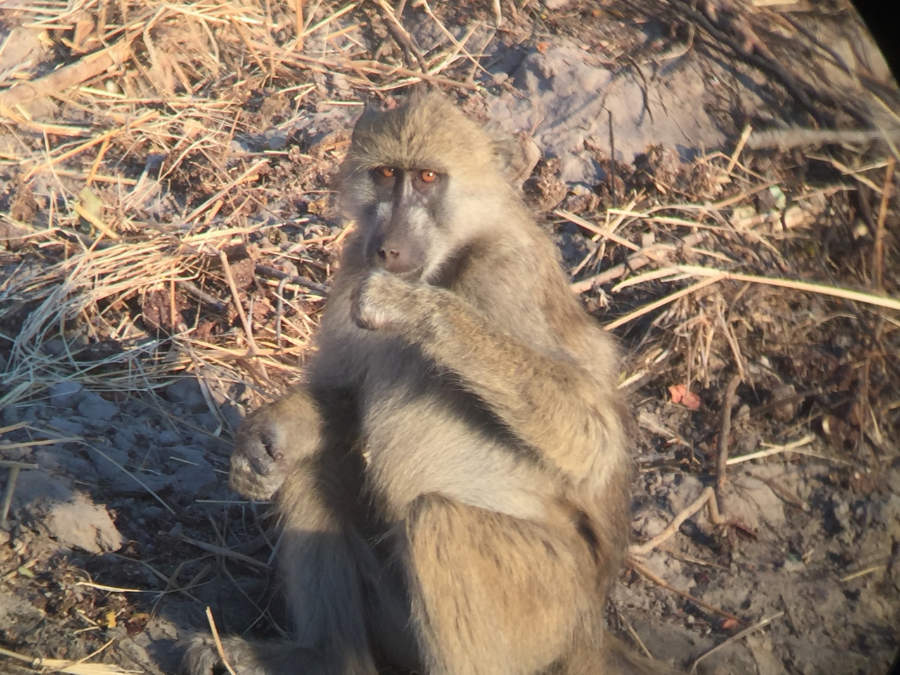 [34352] 2016_07_04_17_27_43_Africa_iPhone_6_IMG_9020_03806.jpg