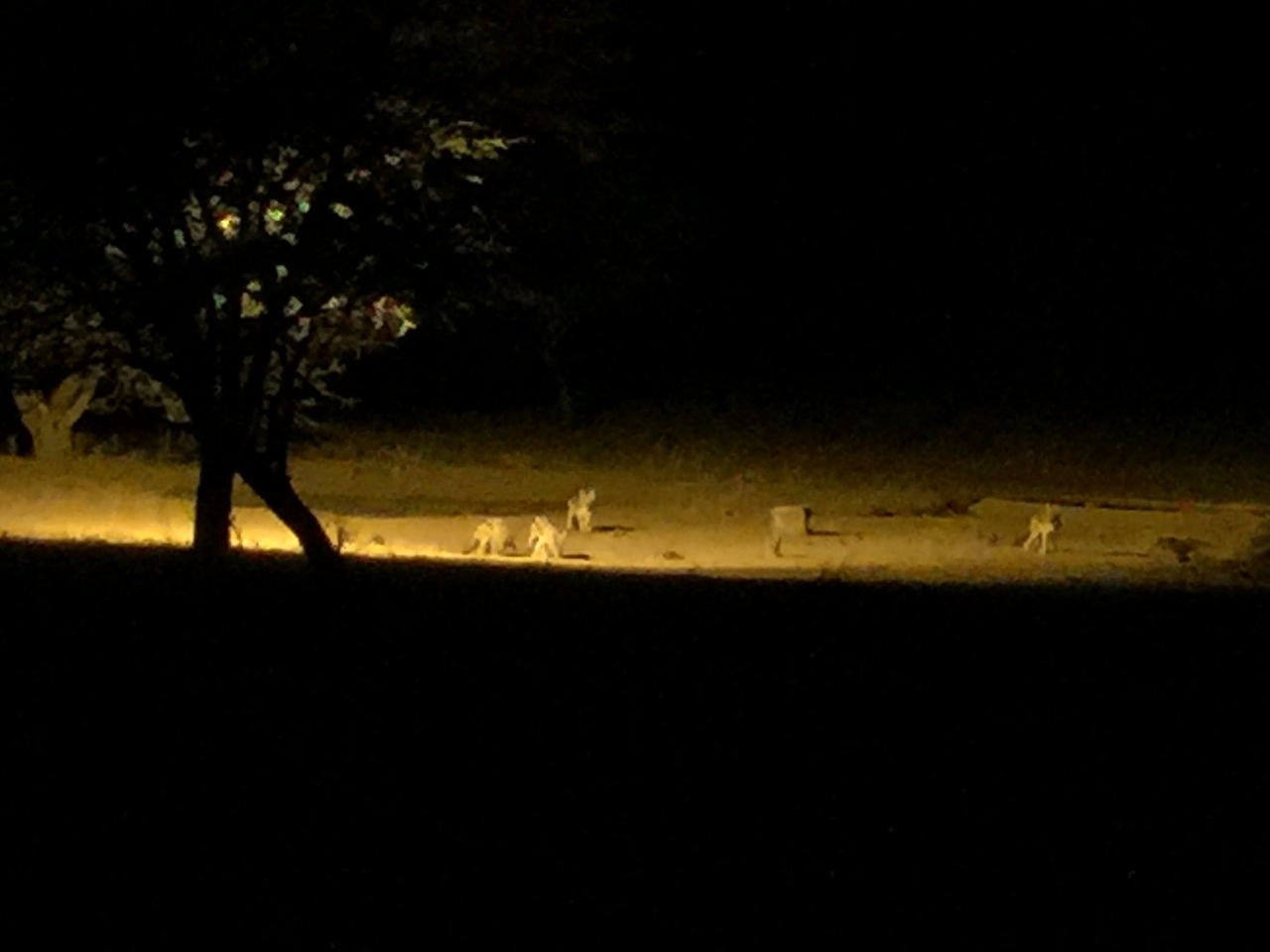 [425] 2016_06_21_21_11_12_Africa_iPhone_6_Plus_IMG_3404_00095.jpg