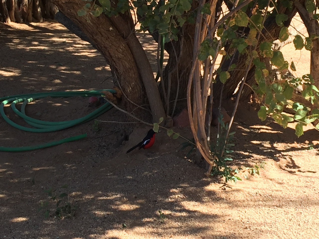 [3506] 2016_06_22_12_16_59_Africa_iPhone_6_Plus_IMG_3440_00130.jpg