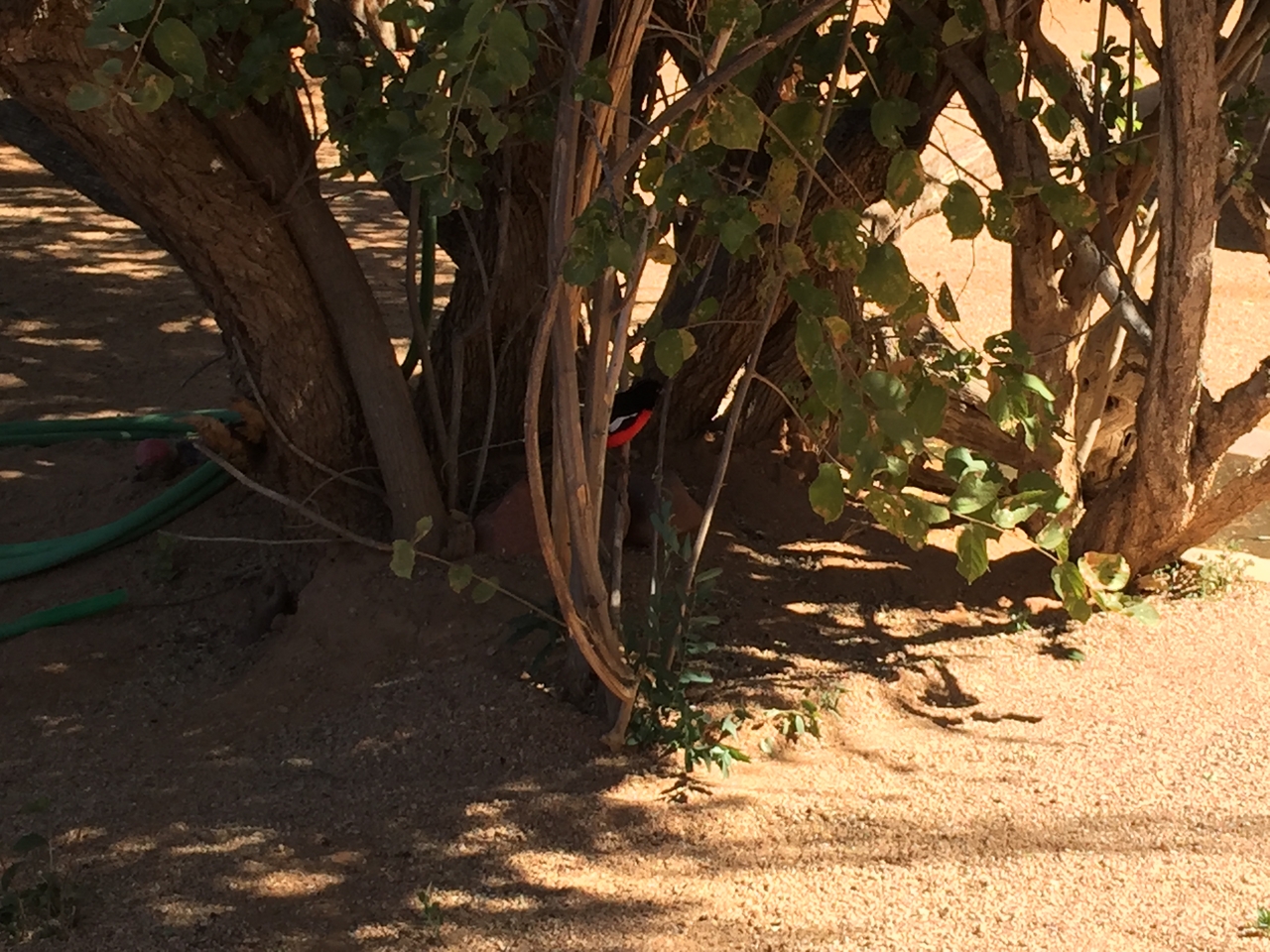 [3508] 2016_06_22_12_17_02_Africa_iPhone_6_Plus_IMG_3441_00131.jpg