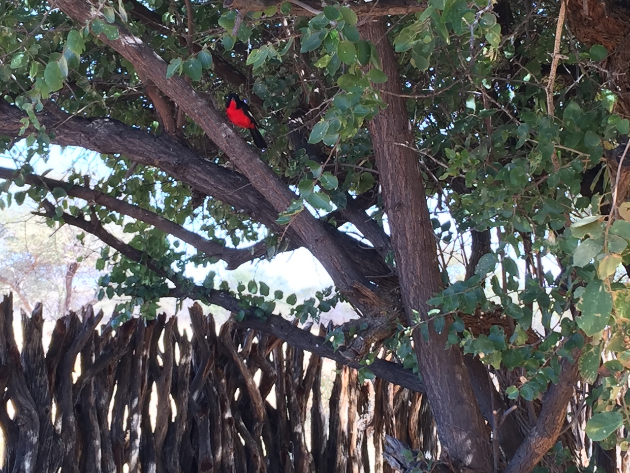 [3512] 2016_06_22_12_17_24_Africa_iPhone_6_Plus_IMG_3443_00133.jpg