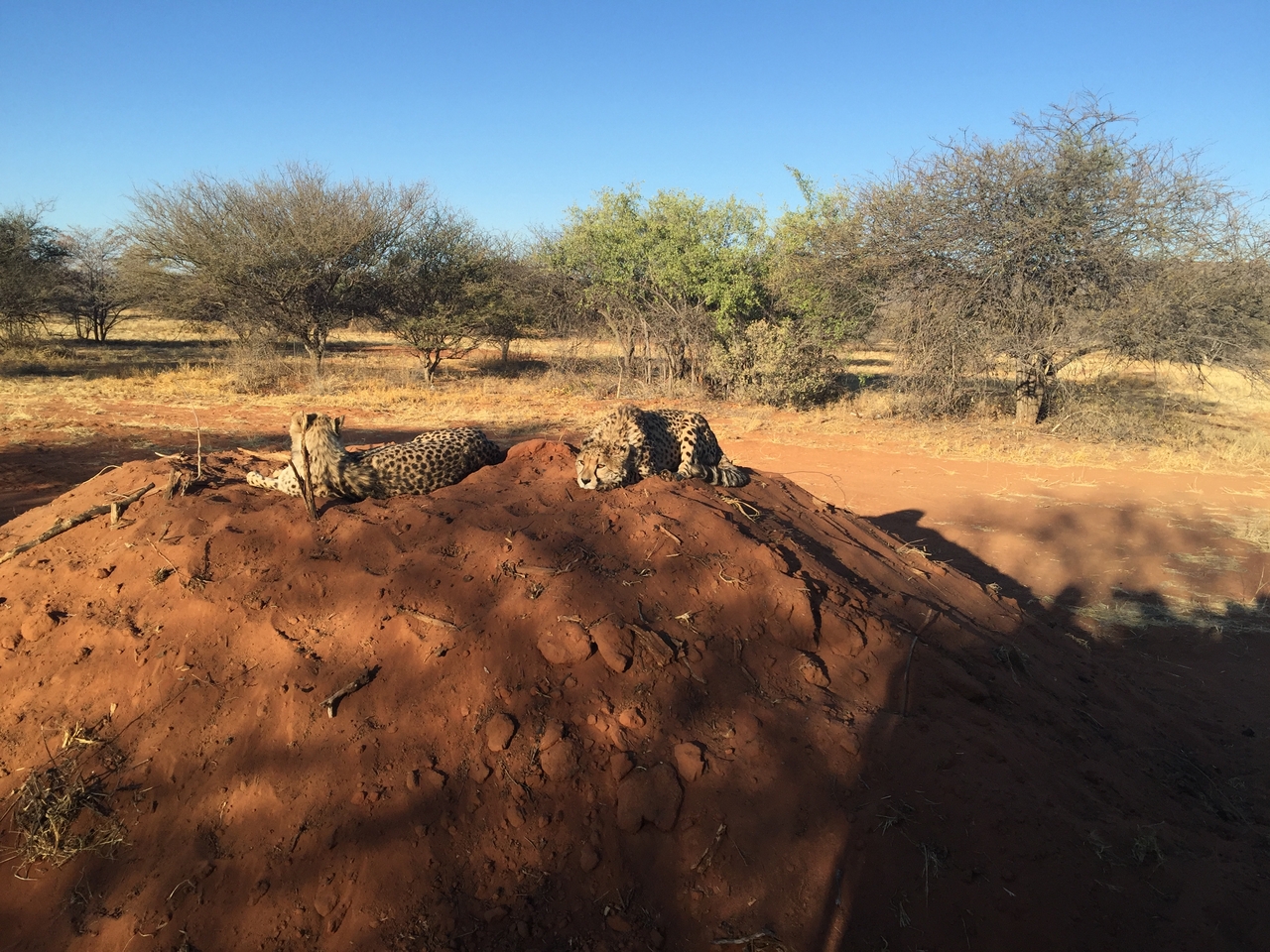 [9359] 2016_06_23_16_14_39_Africa_iPhone_6_Plus_IMG_3539_06768.jpg