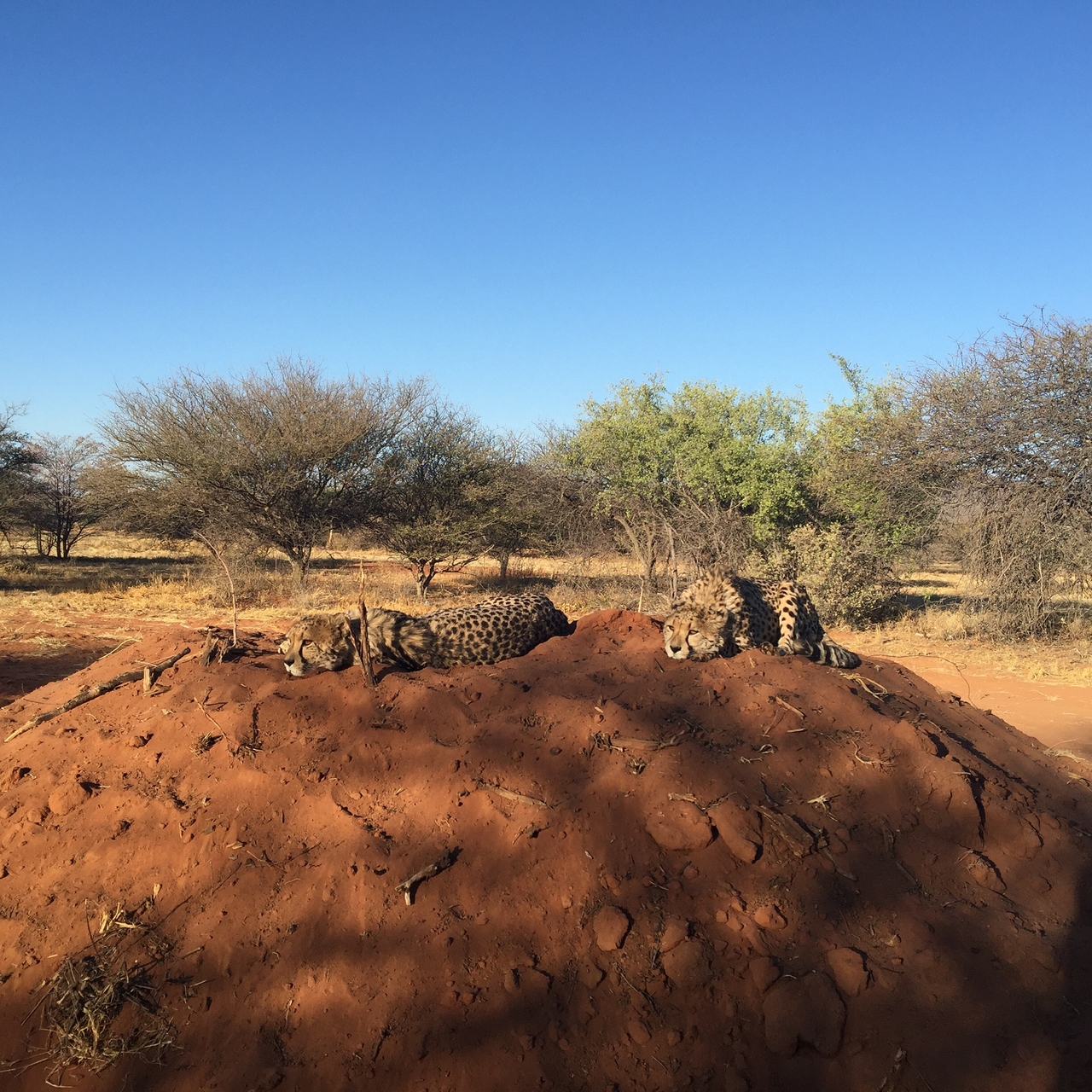 [9365] 2016_06_23_16_14_55_Africa_iPhone_6_Plus_IMG_4817_00688.jpg