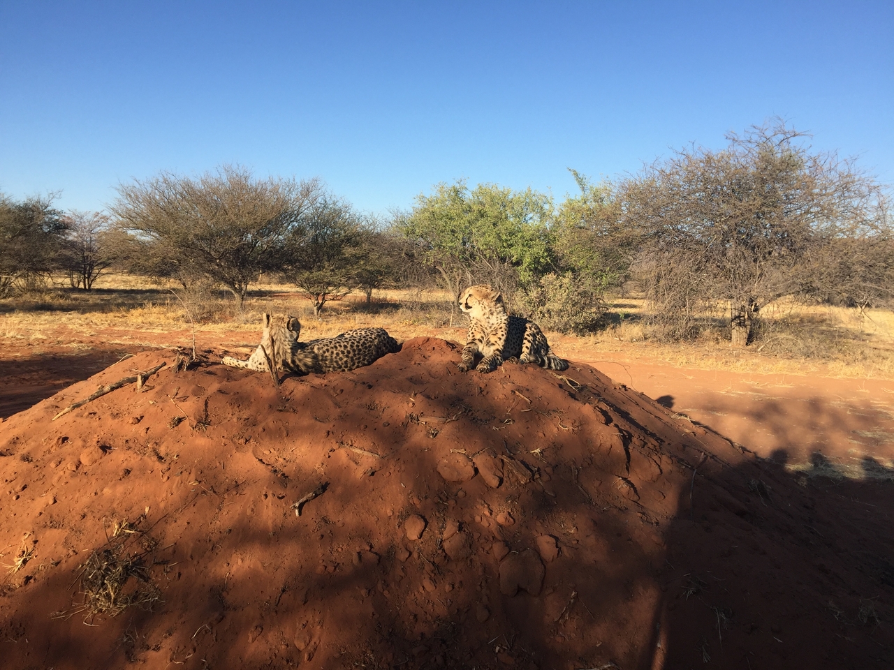 [9372] 2016_06_23_16_15_13_Africa_iPhone_6_Plus_IMG_3542_06771.jpg