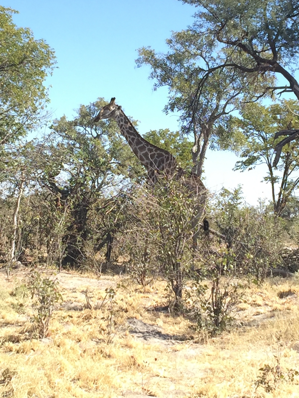 [17188] 2016_06_27_12_55_34_Africa_iPhone_6_Plus_IMG_3756_06938.jpg