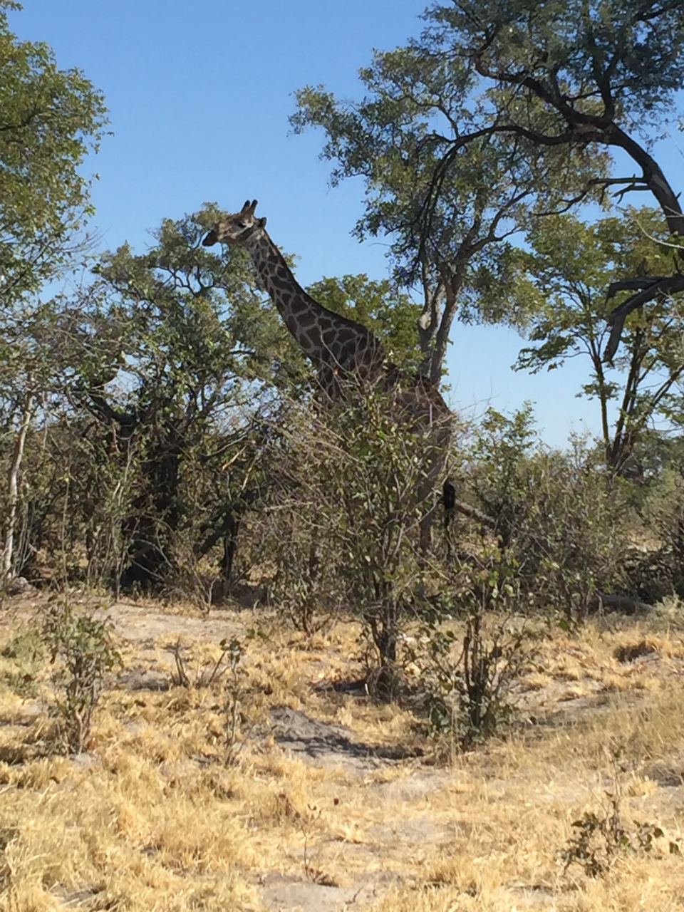 [17189] 2016_06_27_12_55_35_Africa_iPhone_6_Plus_IMG_3757_00355.jpg