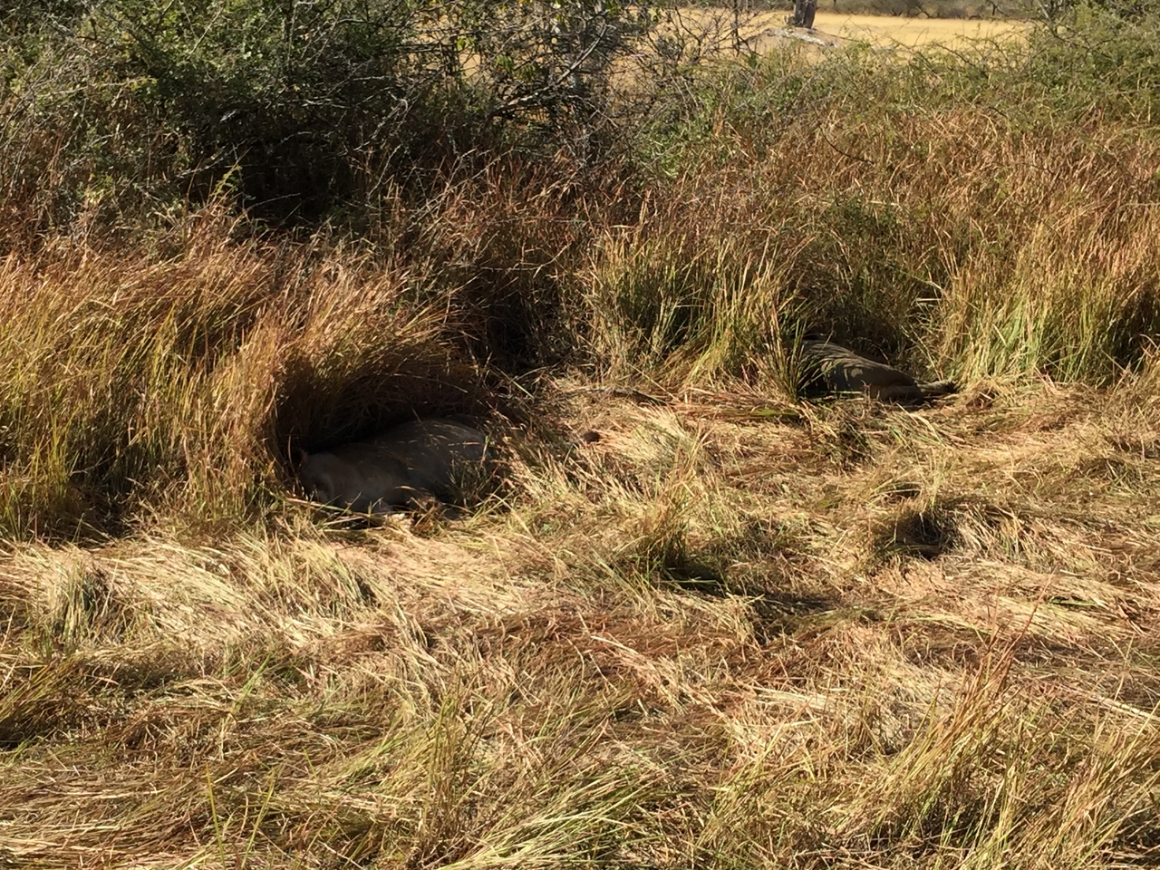 [19901] 2016_06_28_09_05_24_Africa_iPhone_6_Plus_IMG_3797_00377.jpg