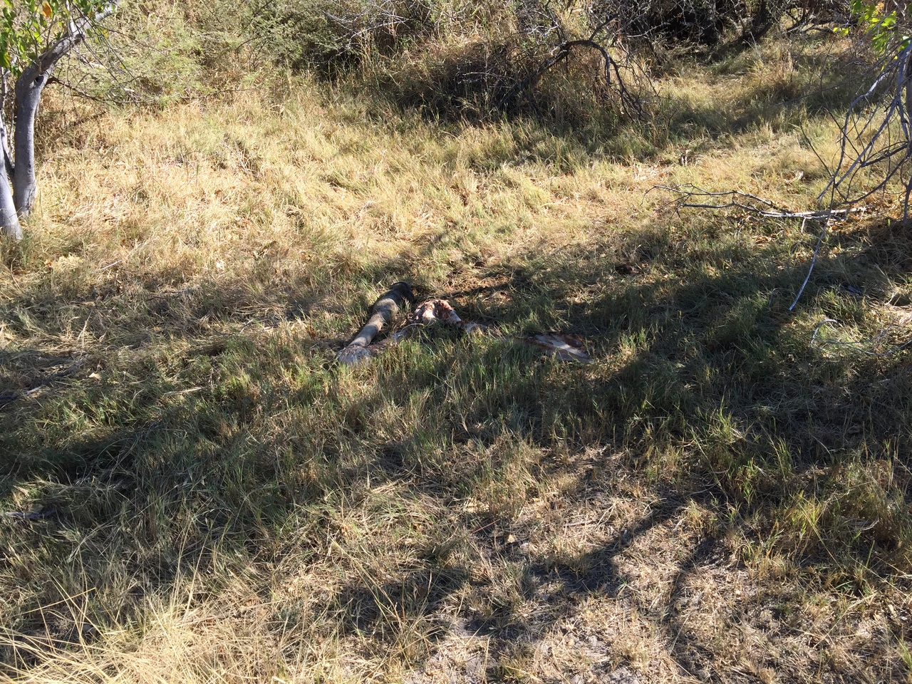 [19912] 2016_06_28_09_14_43_Africa_iPhone_6_Plus_IMG_3807_06966.jpg