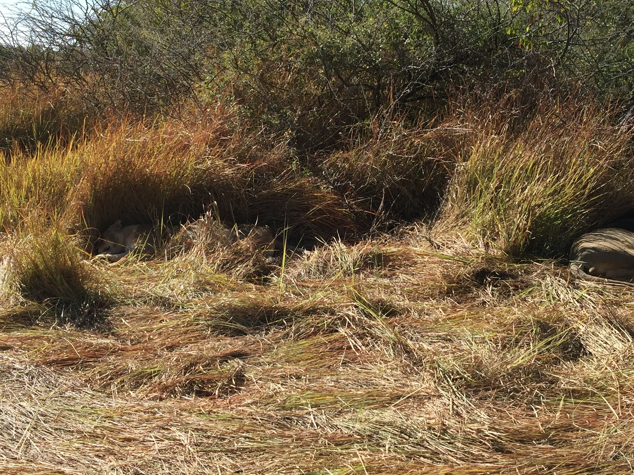 [19916] 2016_06_28_09_24_33_Africa_iPhone_6_Plus_IMG_3814_06968.jpg