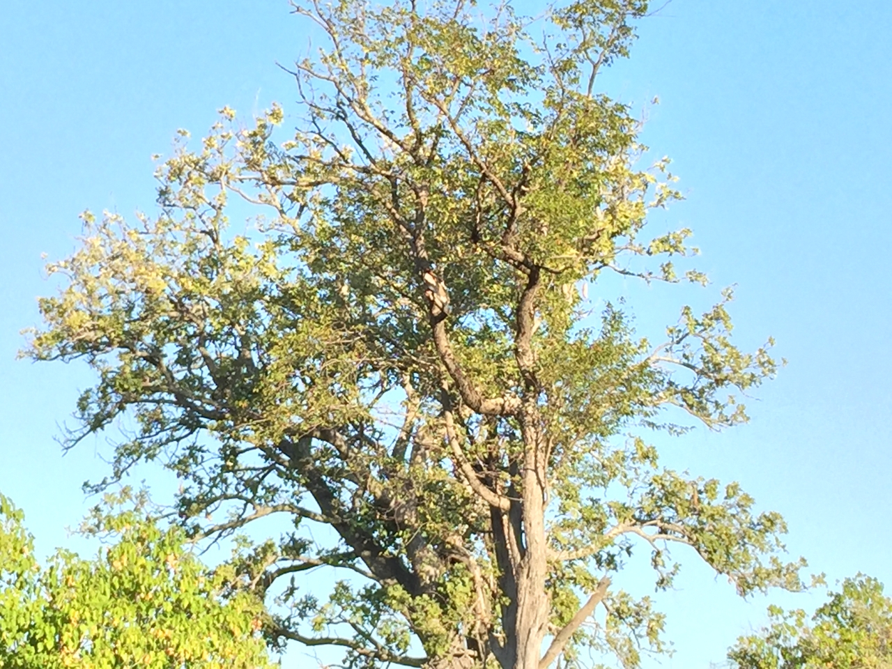 [22208] 2016_06_29_16_59_11_Africa_iPhone_6_Plus_IMG_3886_00429.jpg