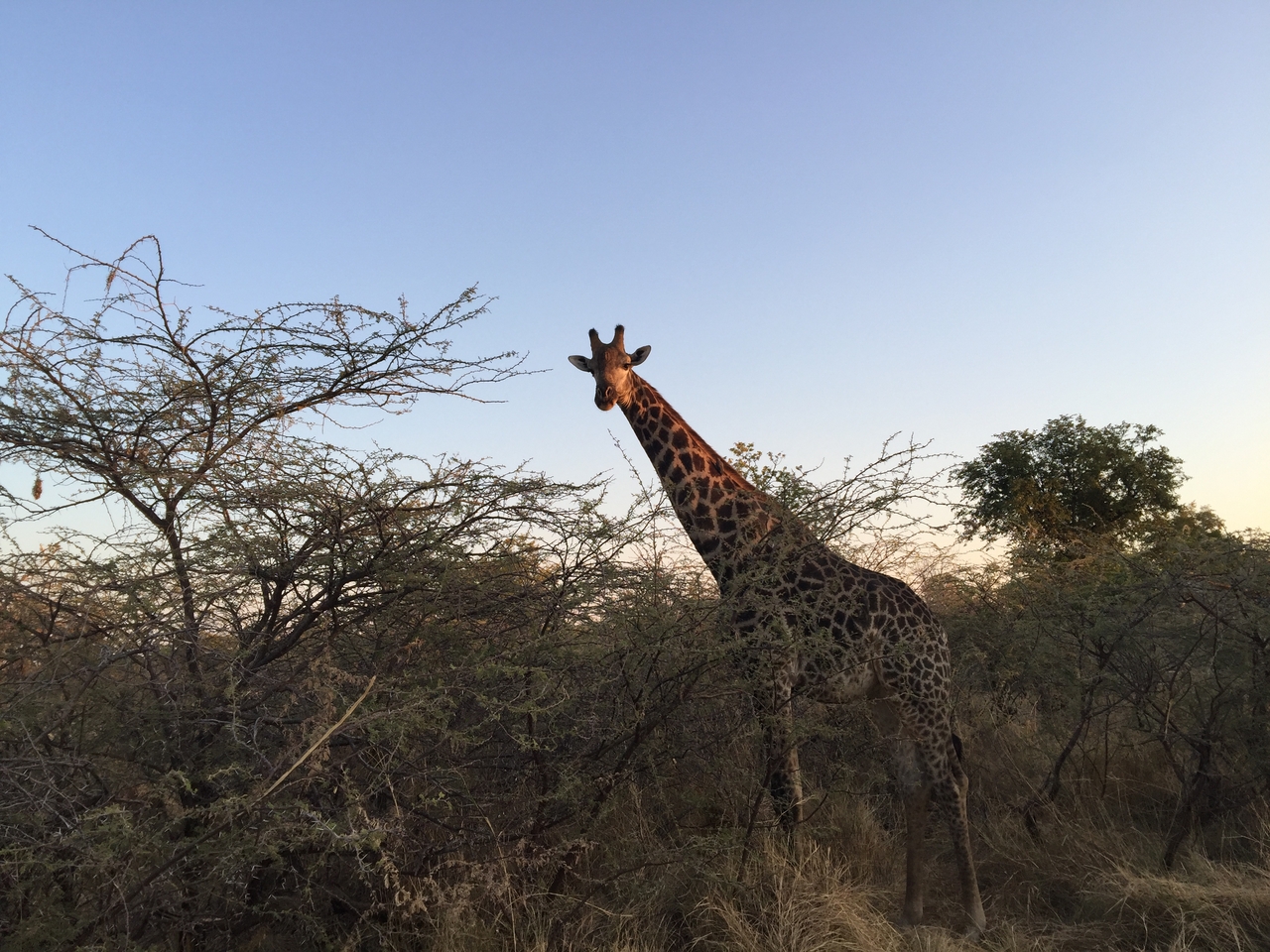 [24623] 2016_06_30_07_19_54_Africa_iPhone_6_Plus_IMG_3910_07022.jpg