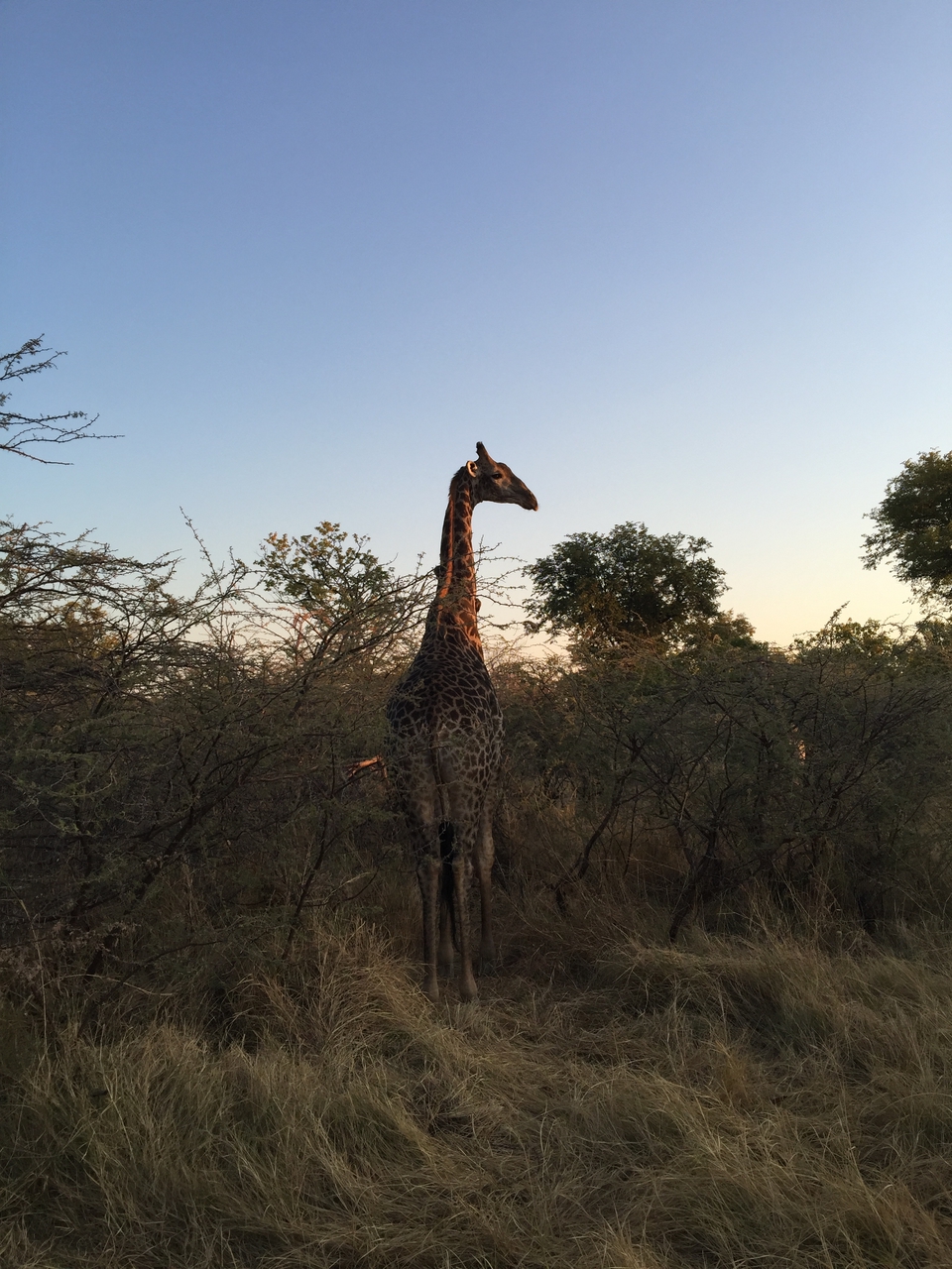 [24628] 2016_06_30_07_20_40_Africa_iPhone_6_Plus_IMG_3913_07023.jpg