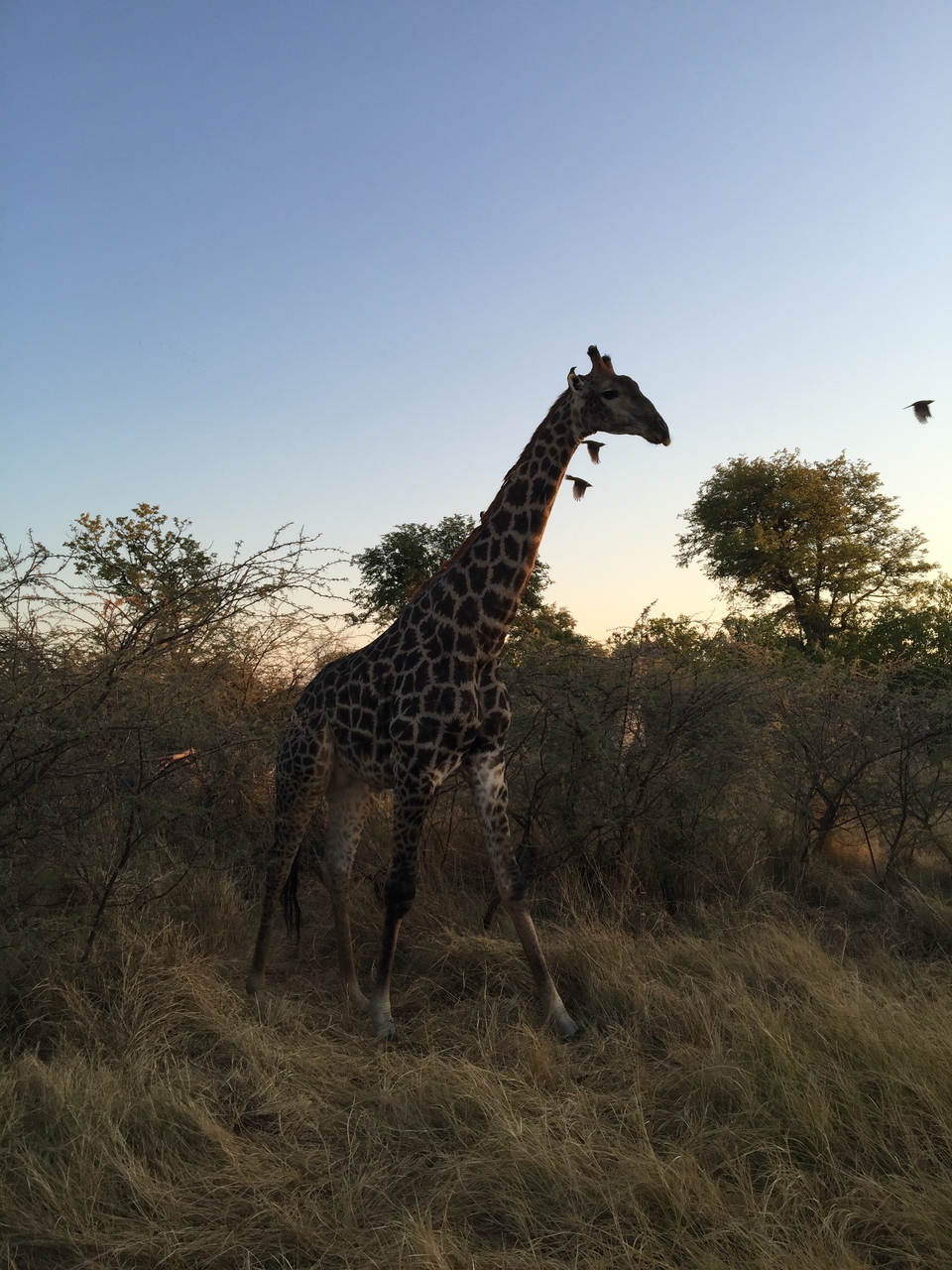 [24632] 2016_06_30_07_21_09_Africa_iPhone_6_Plus_IMG_3915_07025.jpg