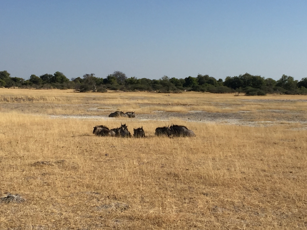 [24797] 2016_06_30_09_26_28_Africa_iPhone_6_Plus_IMG_3930_07028.jpg