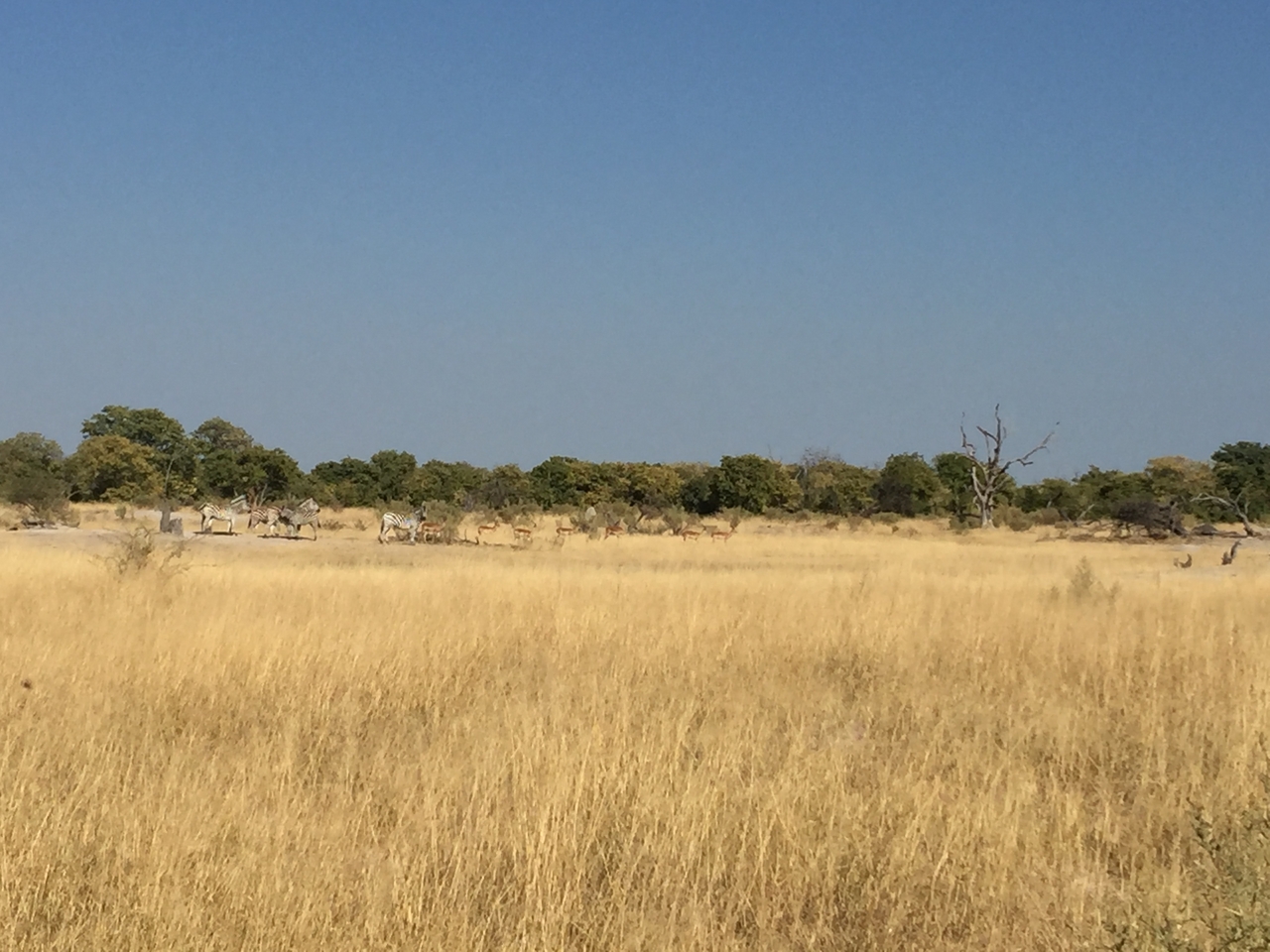 [24805] 2016_06_30_09_45_51_Africa_iPhone_6_Plus_IMG_3935_07032.jpg