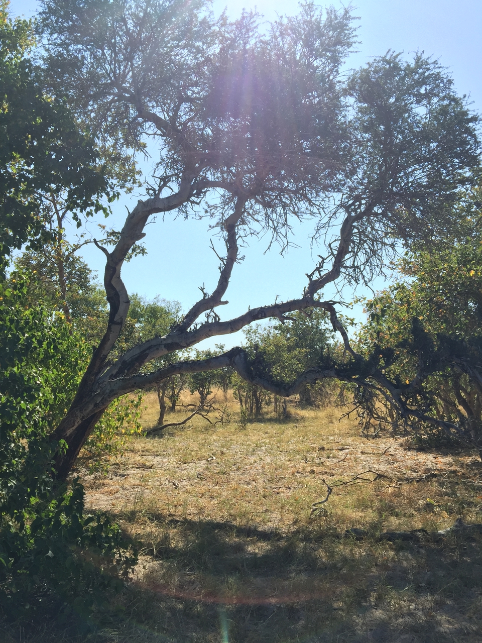 [25197] 2016_06_30_11_13_46_Africa_iPhone_6_Plus_IMG_3944_00454.jpg