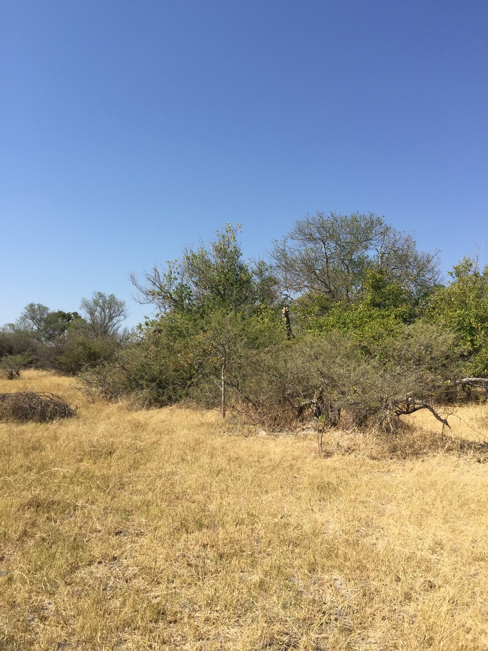 [25257] 2016_06_30_11_54_31_Africa_iPhone_6_Plus_IMG_3960_07042.jpg