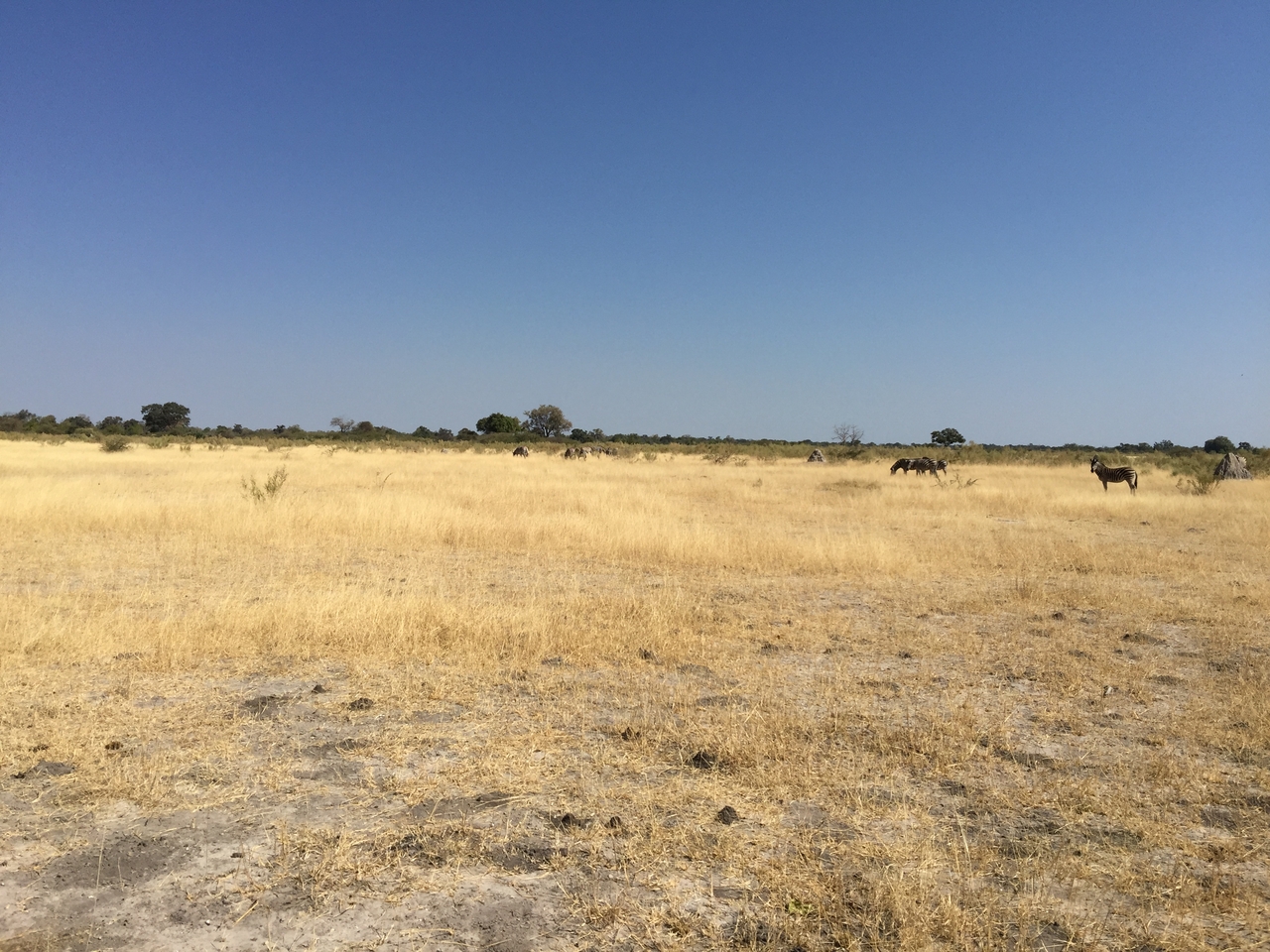 [25273] 2016_06_30_12_06_50_Africa_iPhone_6_Plus_IMG_3962_07044.jpg