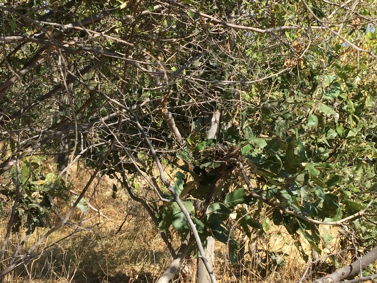 [25301] 2016_06_30_14_02_53_Africa_iPhone_6_Plus_IMG_3976_00470.jpg