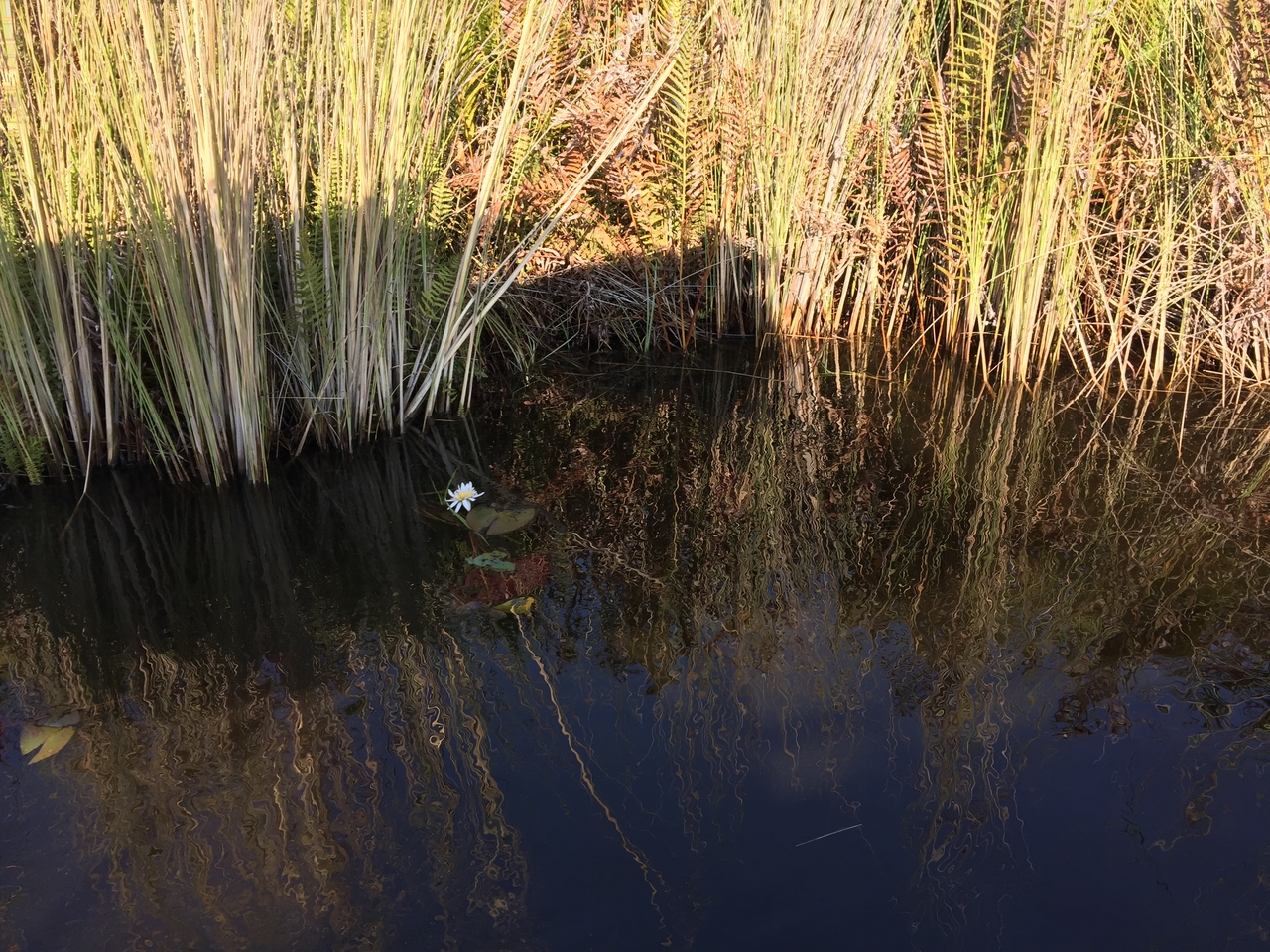 [26928] 2016_07_01_09_36_39_Africa_iPhone_6_Plus_IMG_4009_07076.jpg