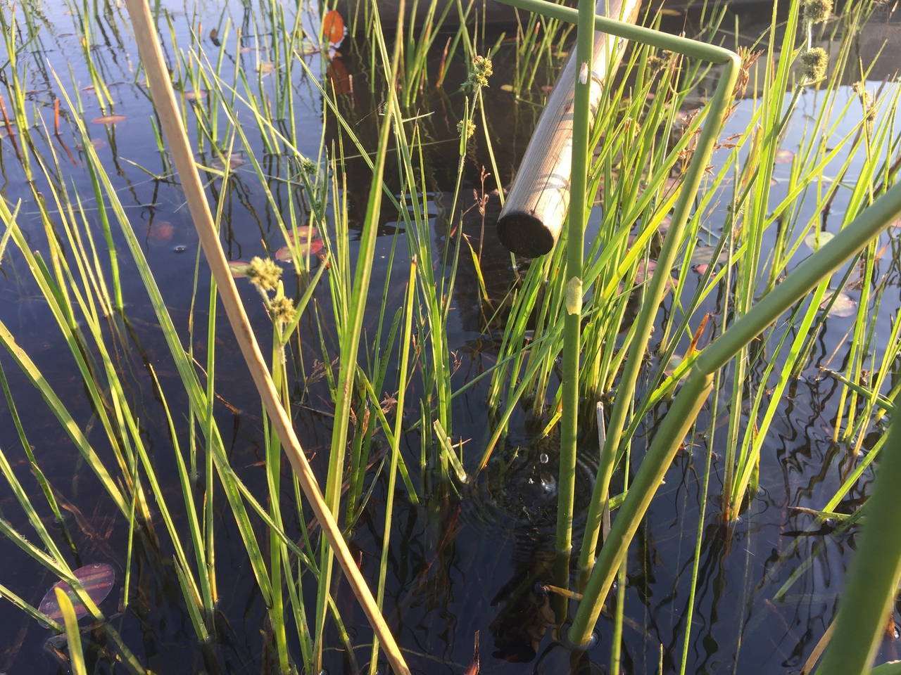 [27292] 2016_07_01_16_38_32_Africa_iPhone_6_Plus_IMG_4141_07148.jpg