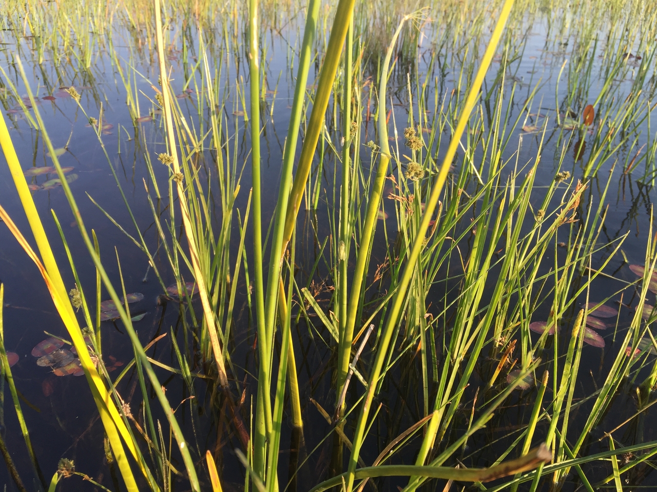 [27295] 2016_07_01_16_38_40_Africa_iPhone_6_Plus_IMG_4142_07149.jpg