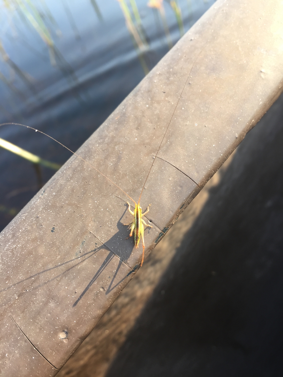 [27323] 2016_07_01_16_40_00_Africa_iPhone_6_Plus_IMG_4143_00078.jpg