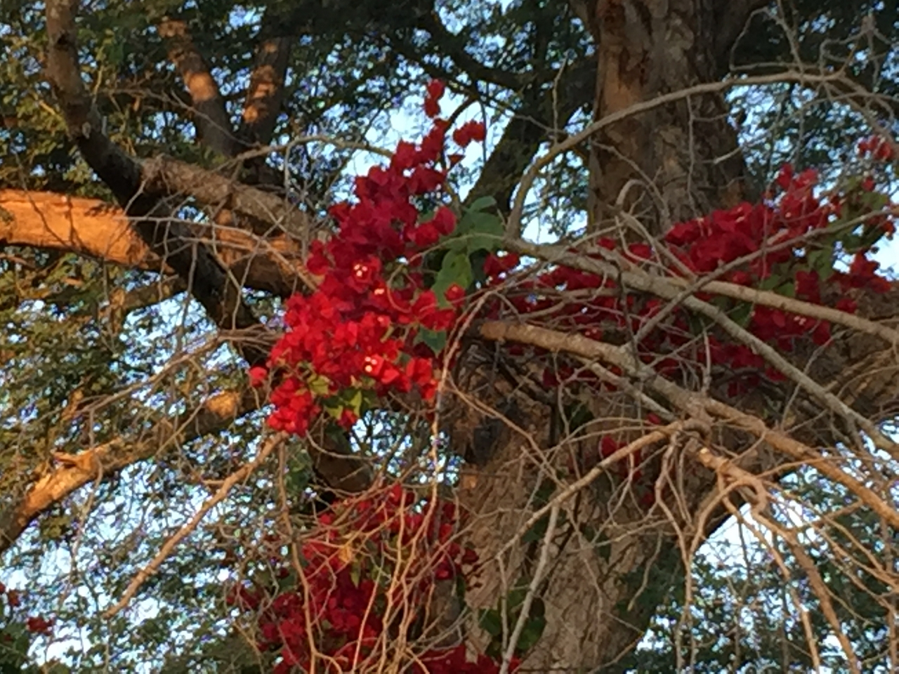 [32725] 2016_07_03_17_24_23_Africa_iPhone_6_Plus_IMG_4951_00788.jpg