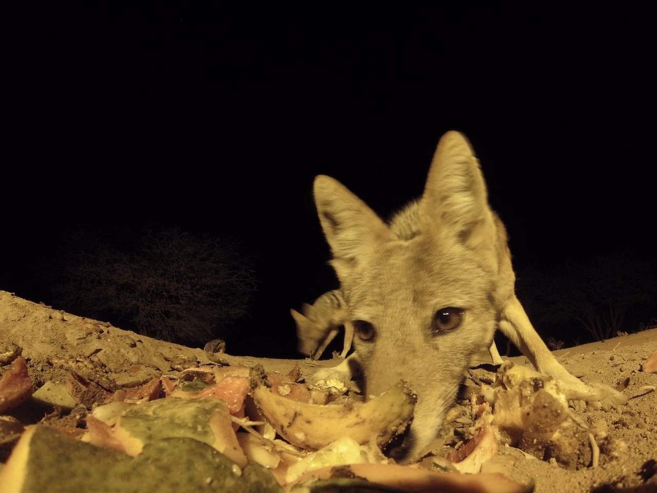 [34714] 2016_08_07_19_11_39-04_00_Africa_Other_Cameras_IMG_3704_00312.jpg