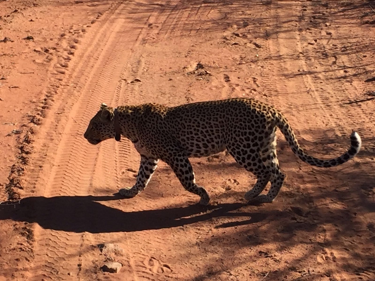 [34720] 2016_08_07_19_13_09-04_00_Africa_Other_Cameras_IMG_3411_00100.jpg